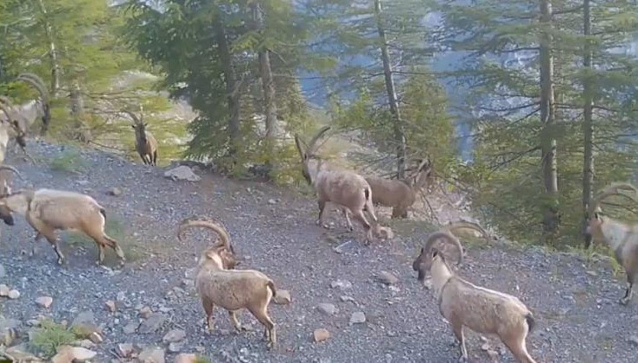 Dağ Keçileri Fotokapanda: Doğal Güzelliklerimiz Gözler Önüne Seriliyor