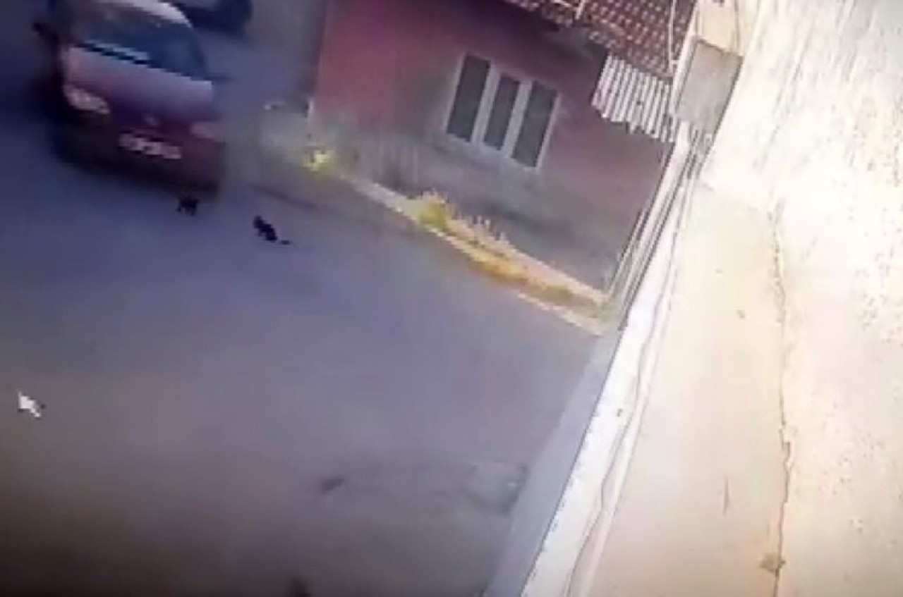 Eskişehir'de Yavru Kedilerin Ölümü Mahalleliyi Ayağa Kaldırdı!