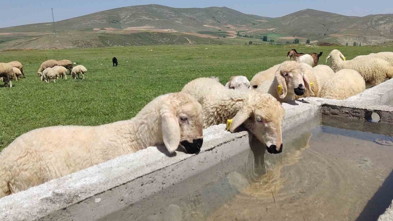 Hayvancılığa Can Veren Mera Islahı: Niğde'de Yeşeren Başarı Öyküsü