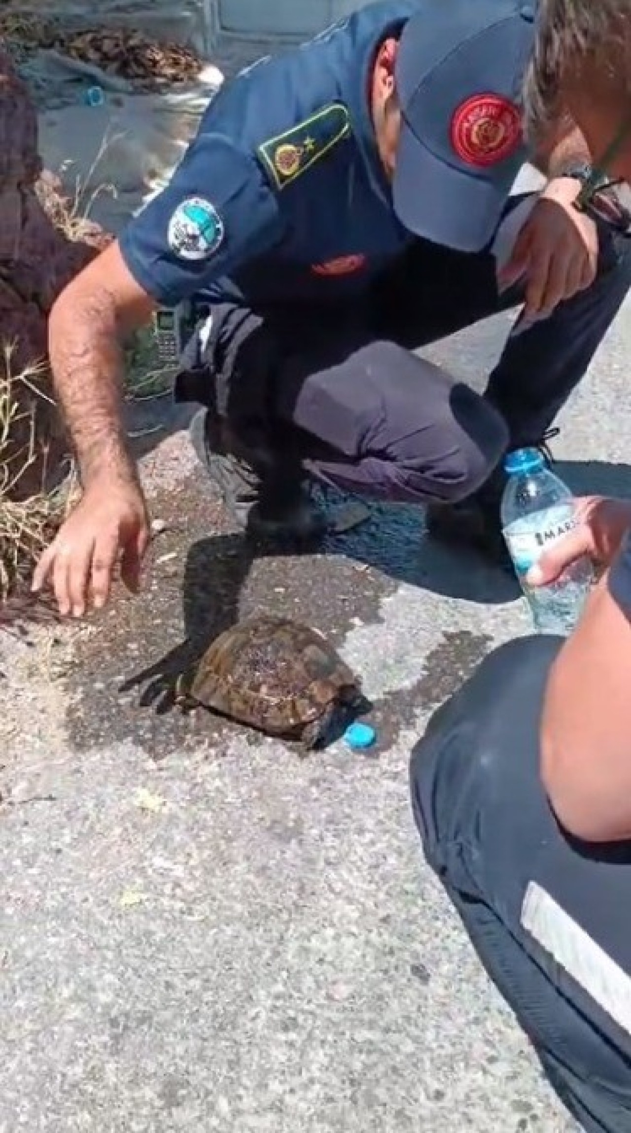 İtfaiye Ekipleri,  Alevlerin Ortasında Kalan Kaplumbağayı Kurtardı