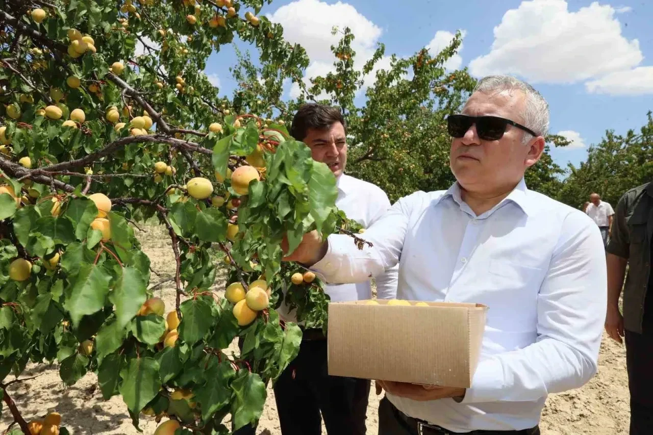 Sivas'ta Kayısı Hasadı Heyecanı! Rekoltede %20 Artış Bekleniyor