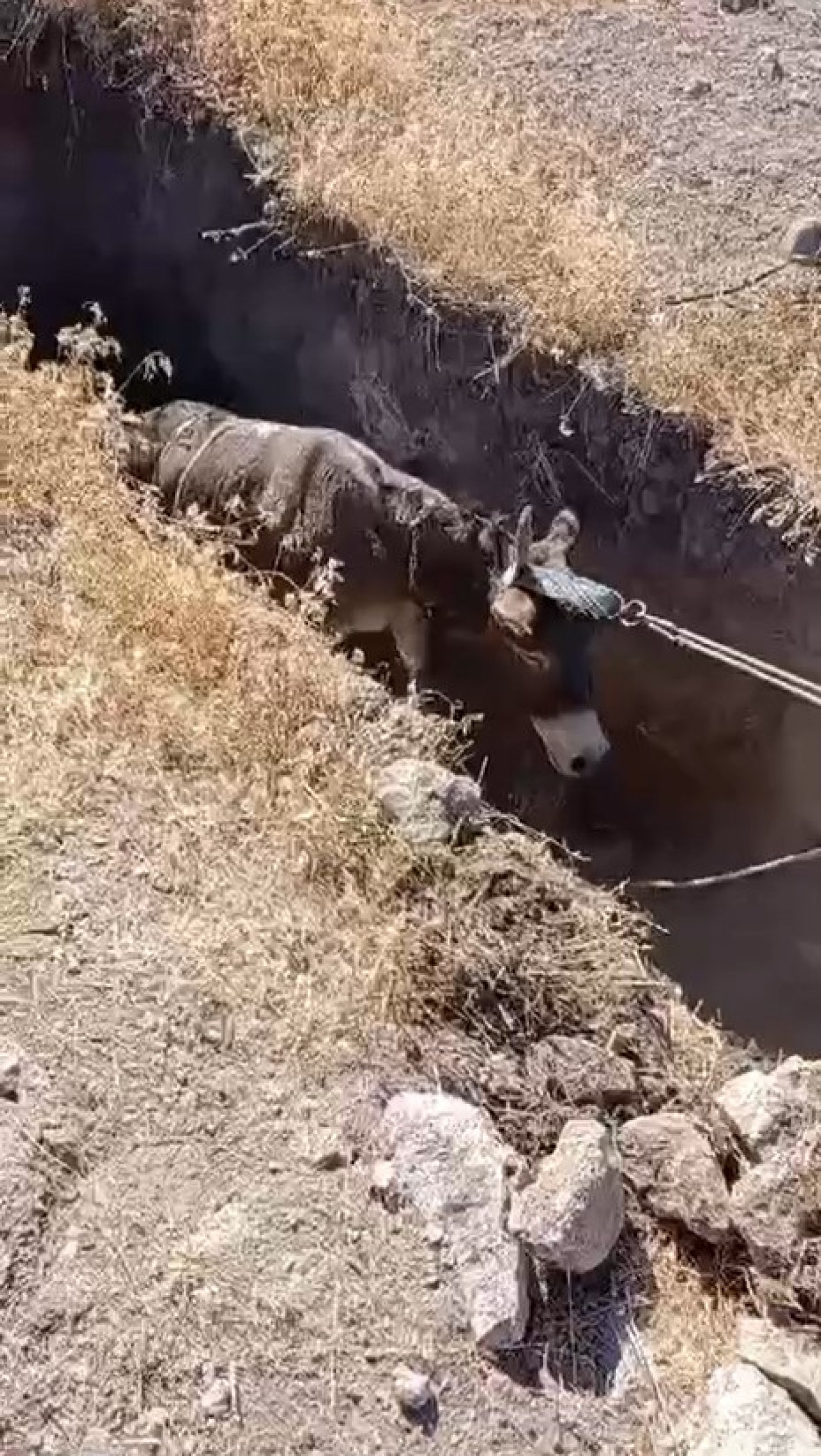 Definecilerin Kazdığı Kuyudan Eşek Kurtarıldı