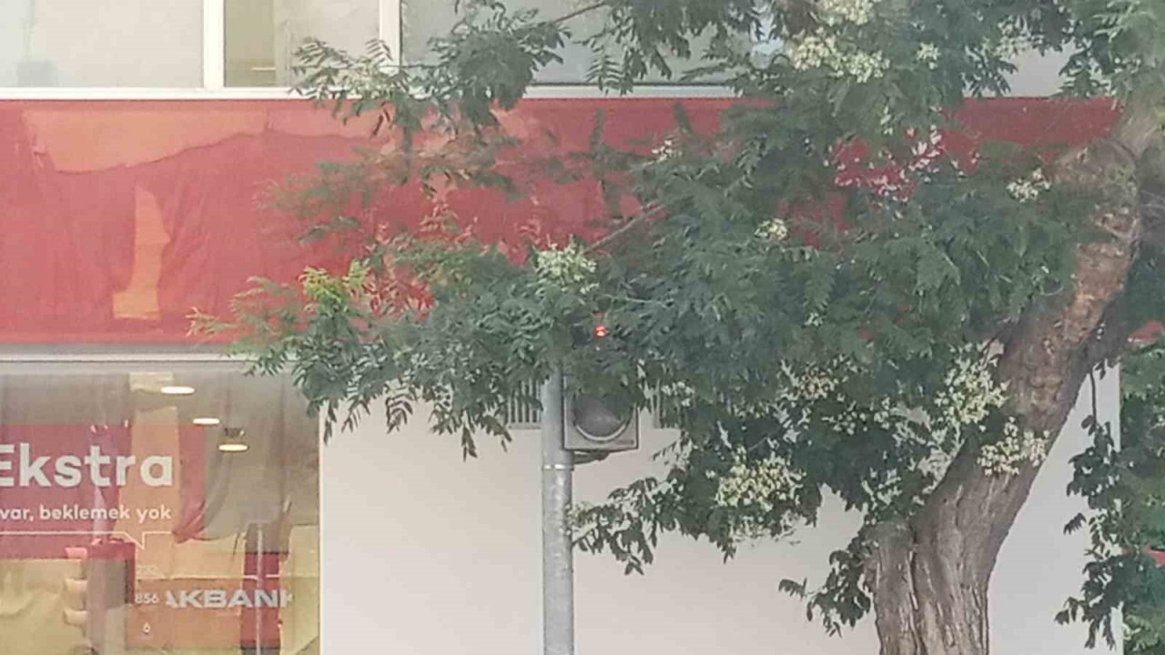 Eskişehir'de Trafik Lambası Ağaç Dallarıyla Kaplı! Kazalar Kapıda!