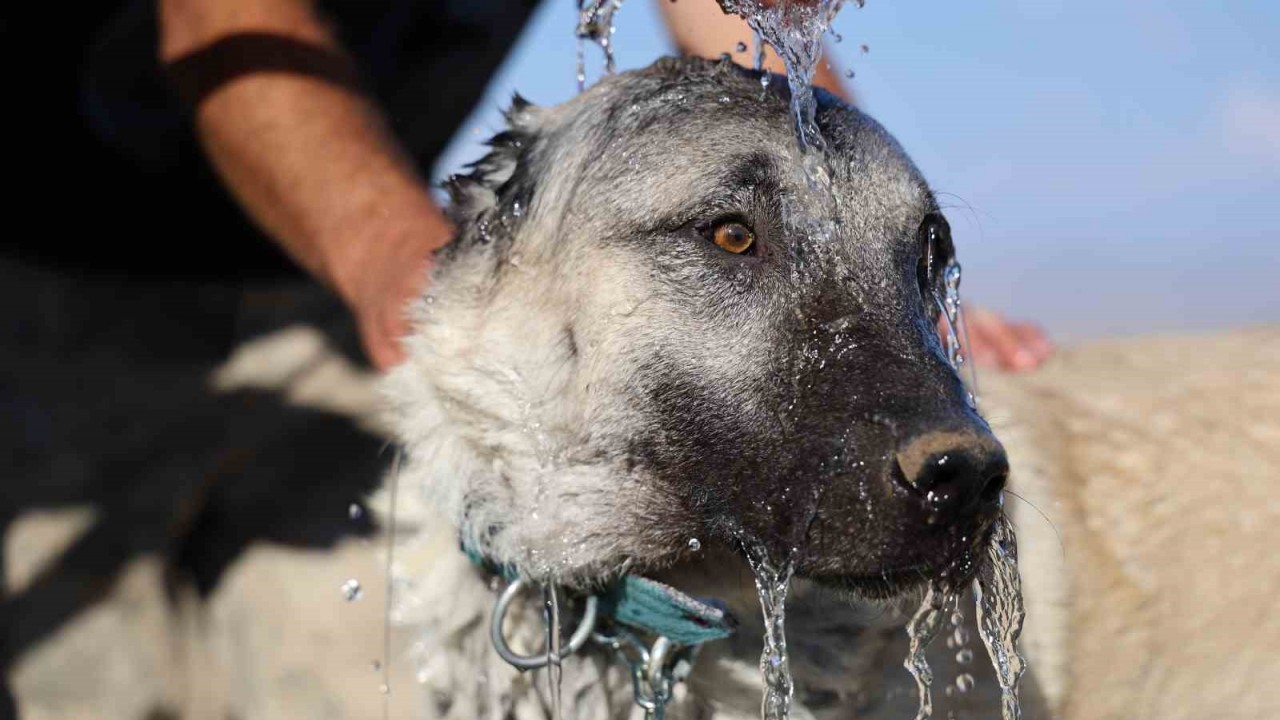 Kangal Köpeklerini Sıcak Havalarda Etkilemiyor