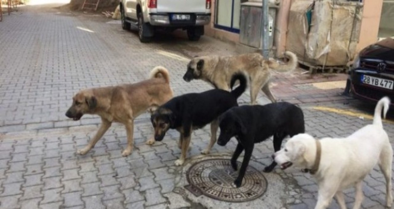 Ankara'da  5 Yaşındaki Kız Başıboş Köpeklerin Saldırısına Uğradı