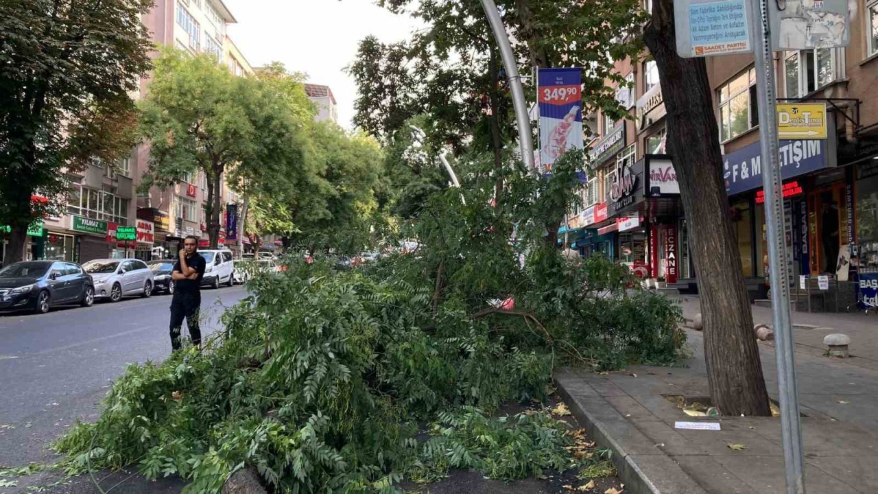 Çankaya'da Ağaç Dalı Panik Yaratırken İşyeri Sahibi Konuştu
