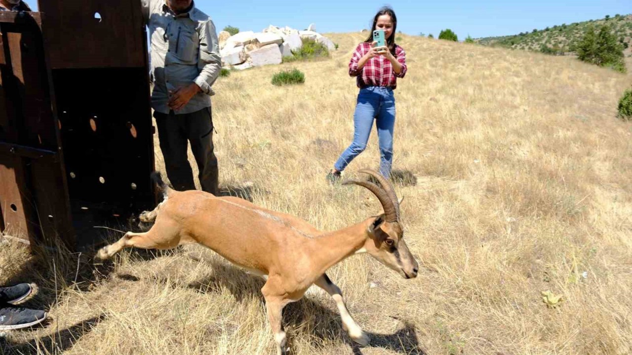 Kazankaya Kanyonu'na 5 Dağ Keçisi Salındı: Turizm Çalışmaları Devam Ediyor