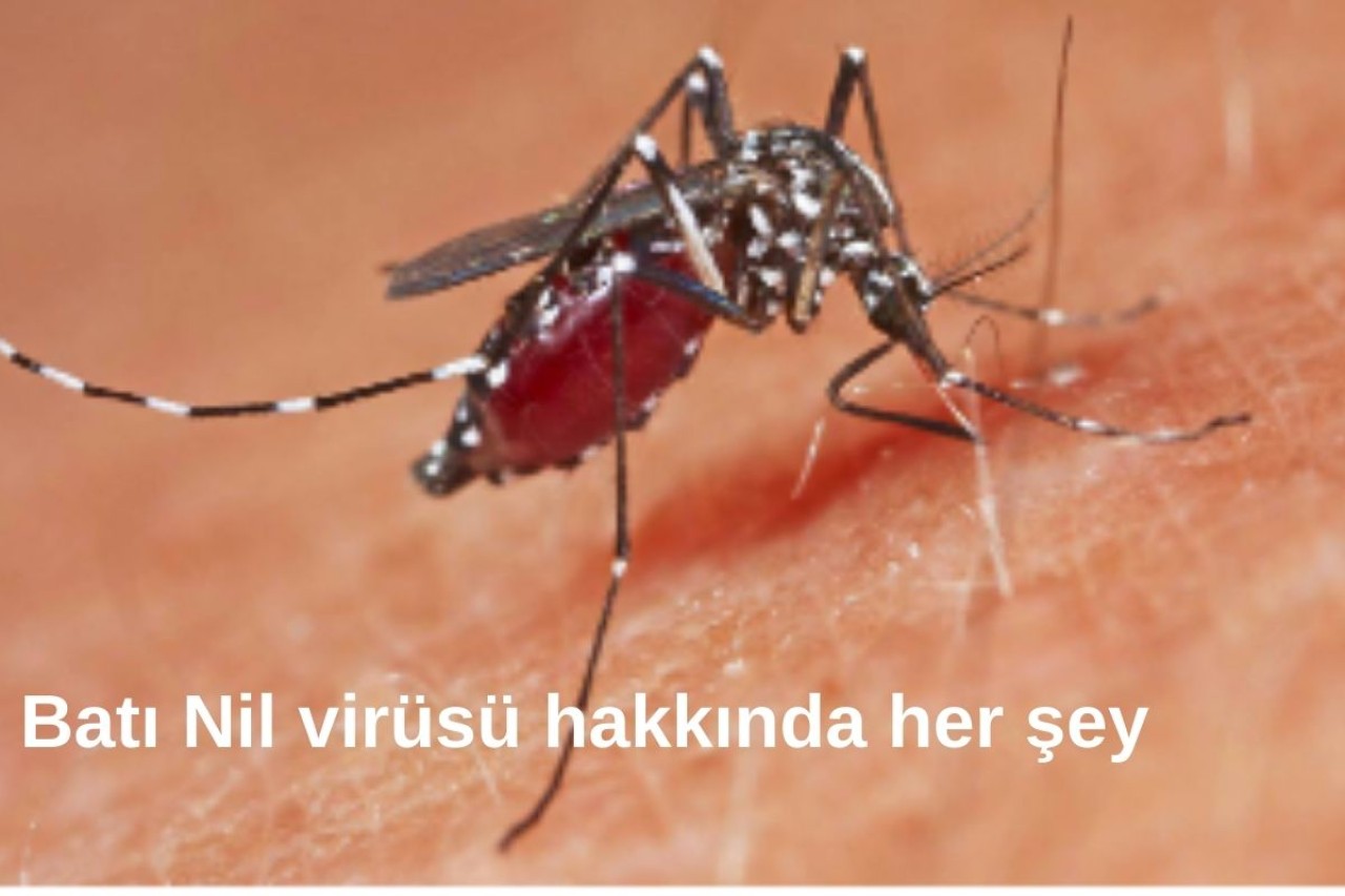 Batı Nil Virüsü Türkiye’de Yeniden Görüldü: Uzmanlar Uyardı