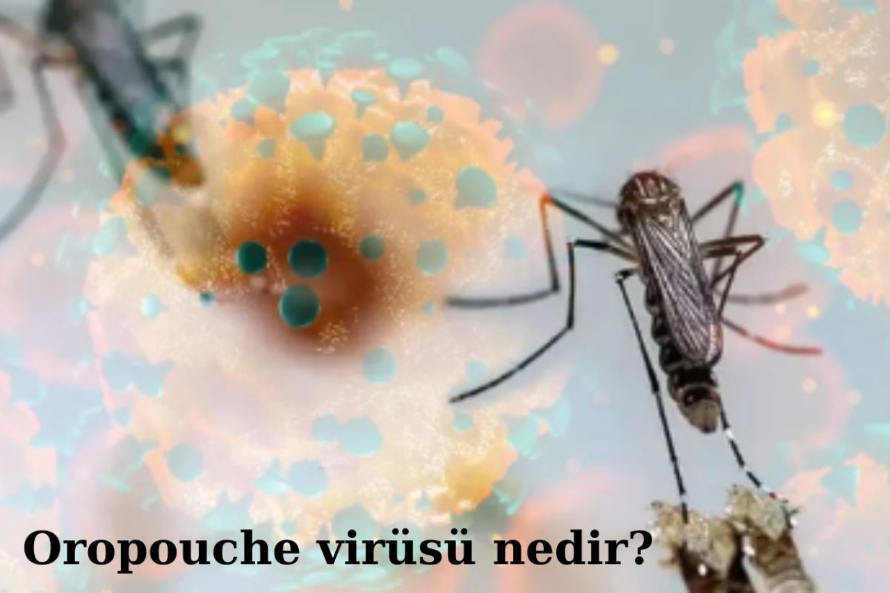 Oropouche virüsü nedir? Oropouche virüsü nasıl bulaşır,  belirtileri nelerdir?