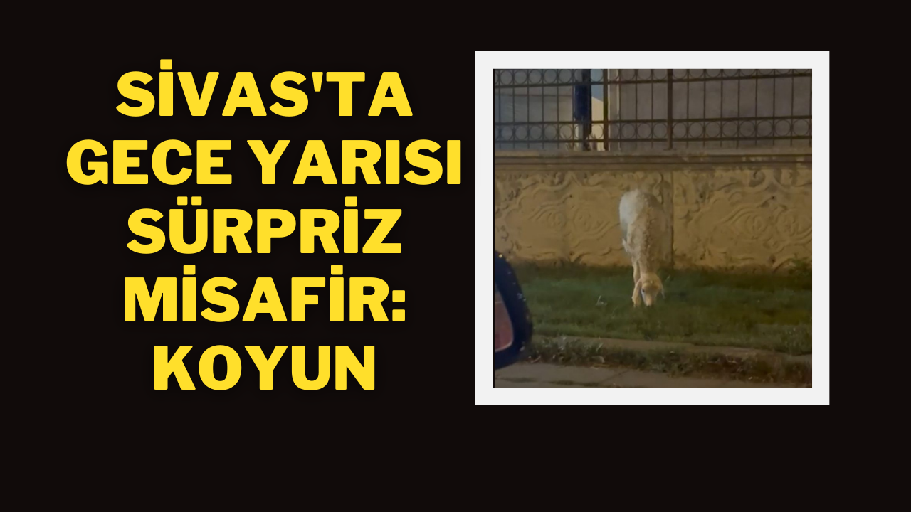 Sivas'ta Gece Yarısı Sürpriz Misafir:Koyun