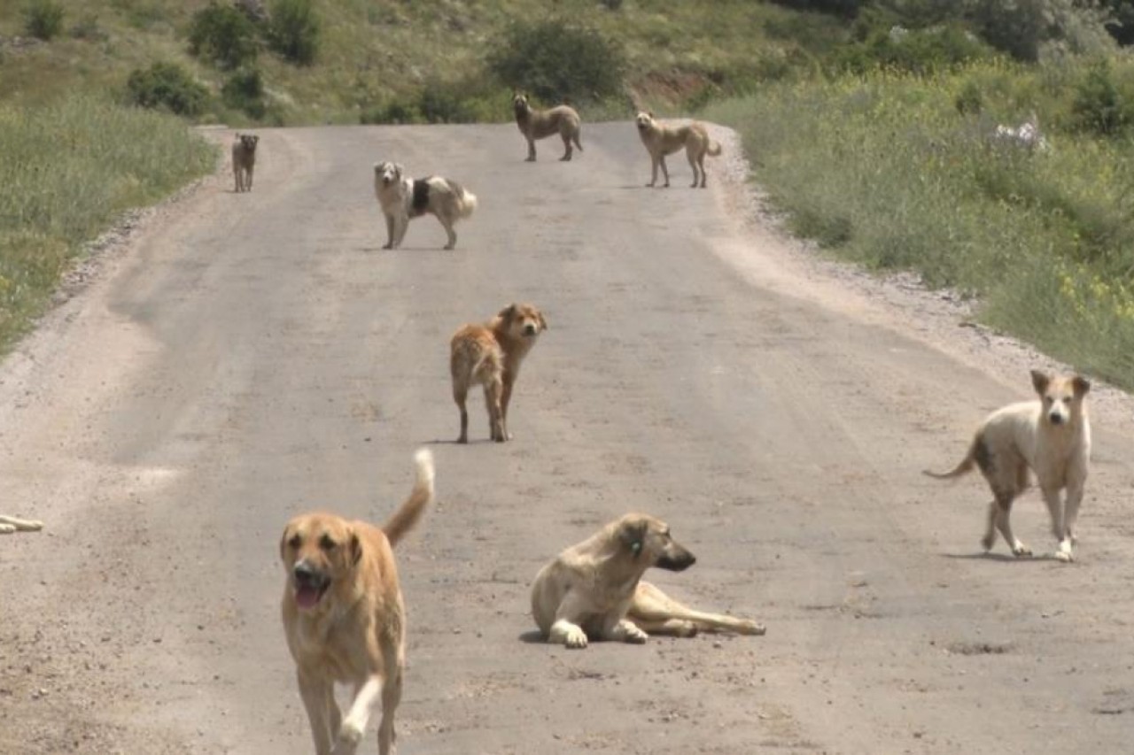 Ankara’da Başıboş Köpek Saldırısı: Yaşlı Adam Yaralandı