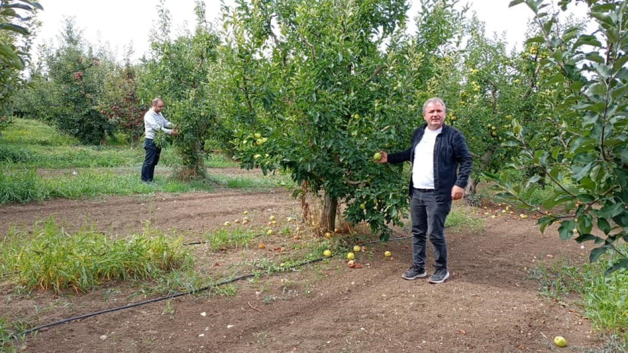Konya'da Elma Hasadı Devam Ediyor