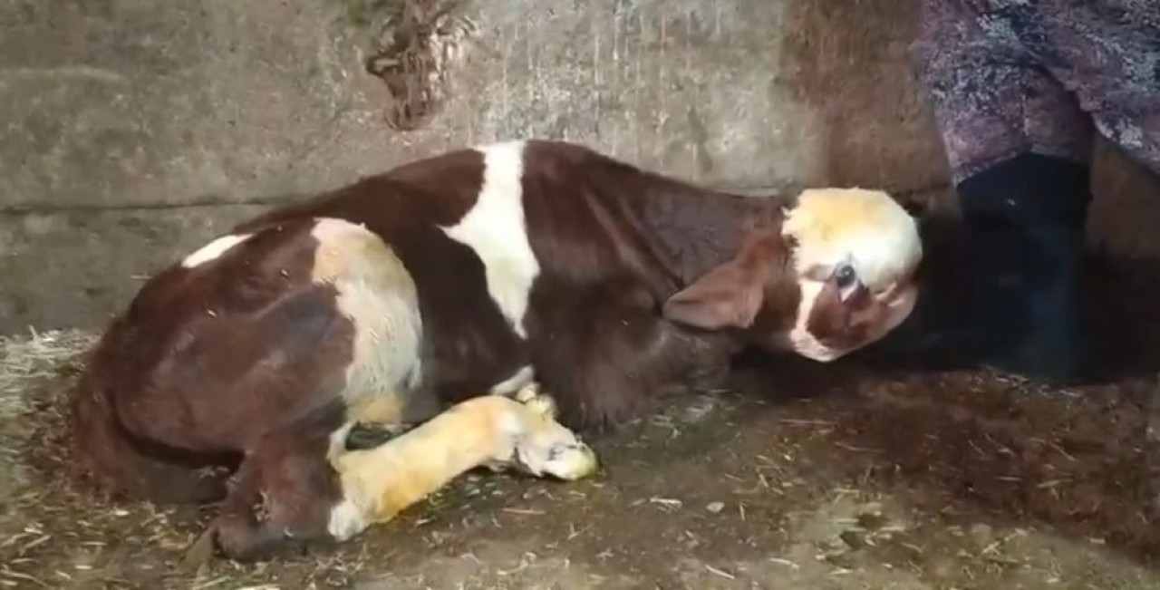 Yozgat'ta Hayvancılıkta Şaşırtan Doğum:Buzağı Herkesi Hayrete Düşürdü!