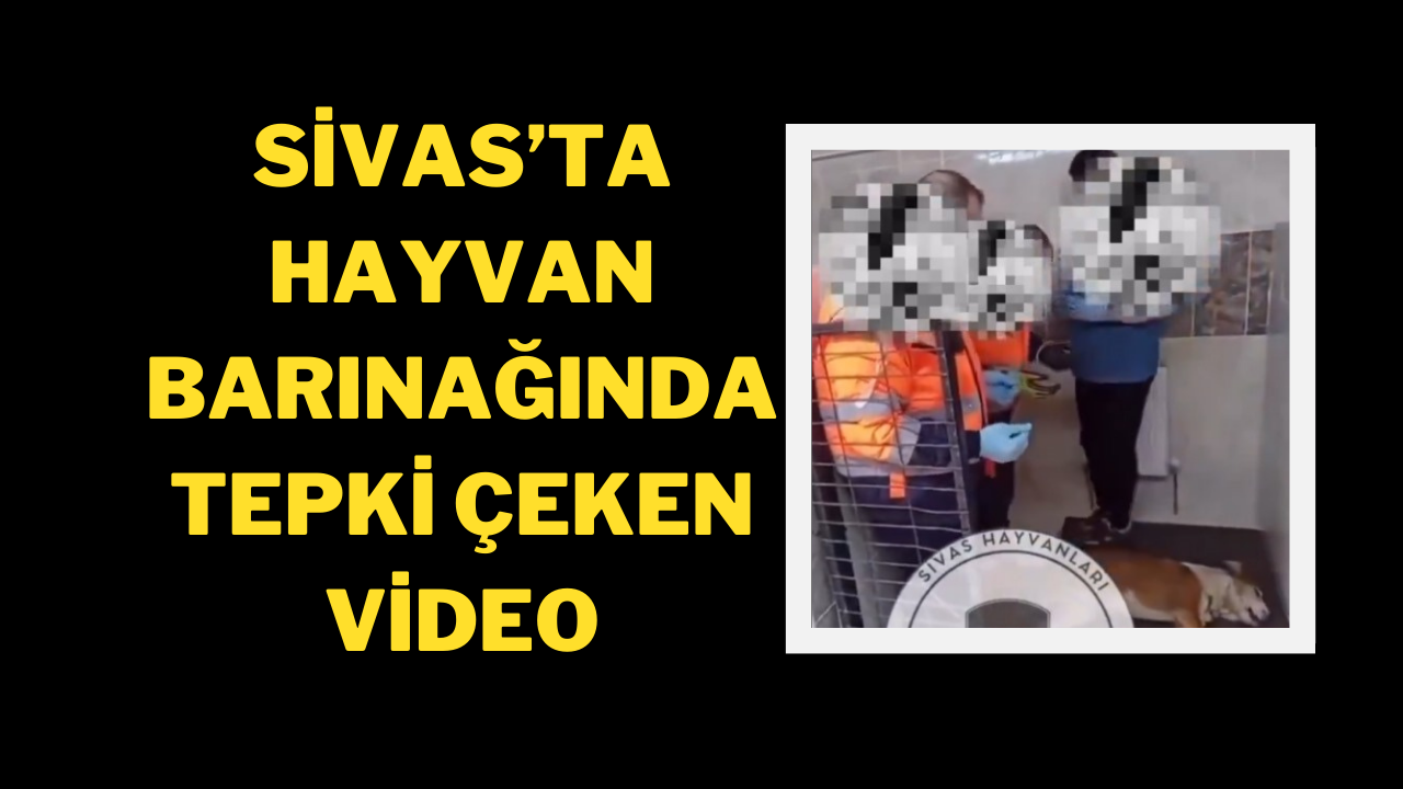 Sivas’ta Hayvan Barınağında Tepki Çeken Video
