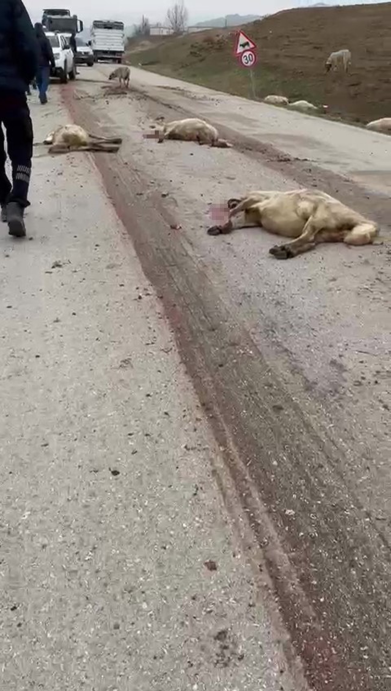 Amasya’da Freni Patlayan Kamyon Koyun Sürüsüne Daldı: 17 Koyun Telef Oldu