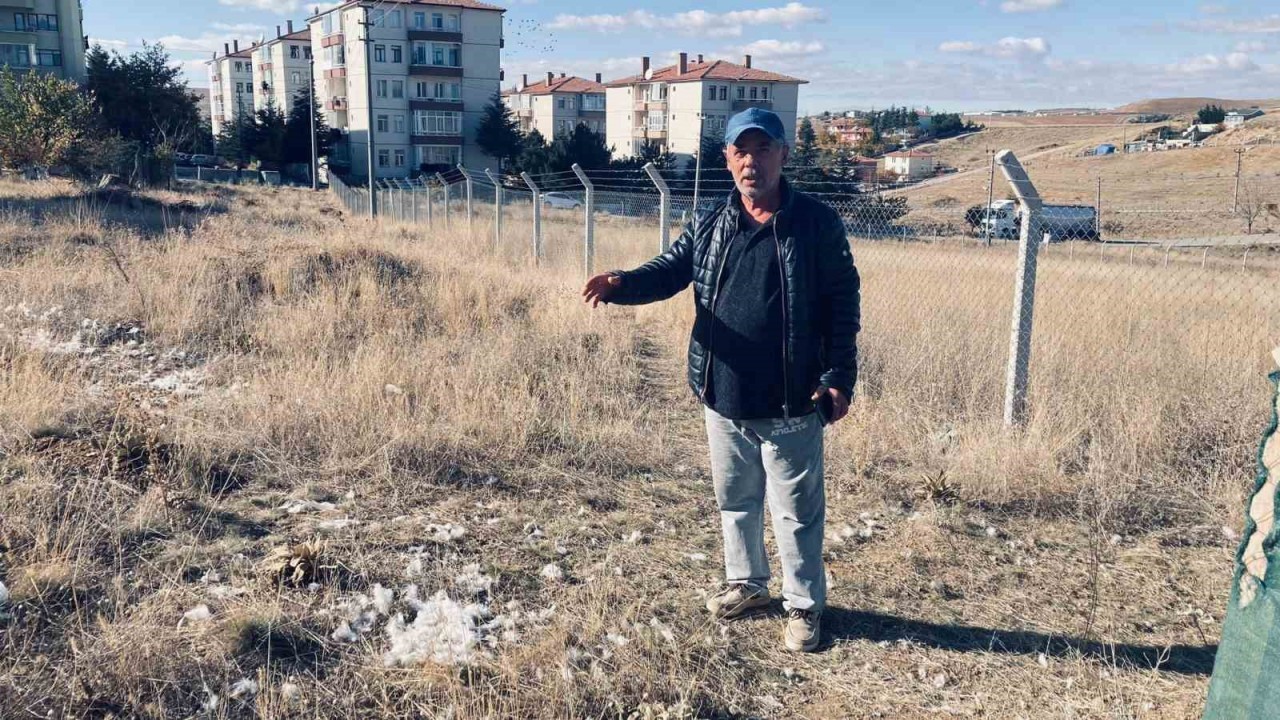 Ankara'da Başlarıboş Köpekler 35 Tavuğu Telef Etti