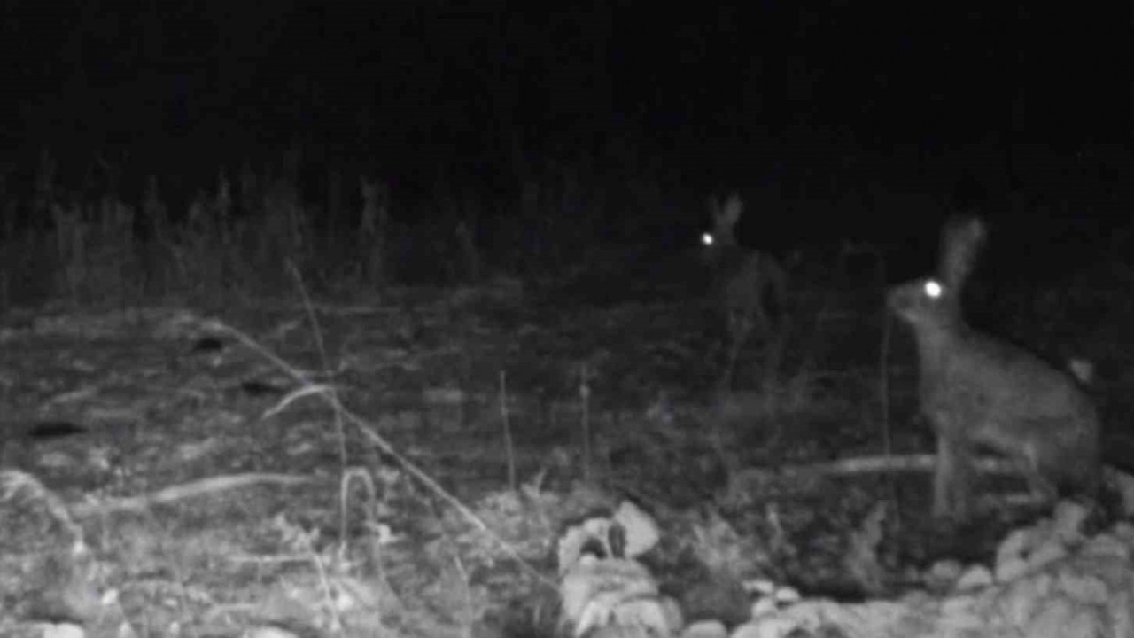 Bolu’da Fotokapanlarla Yabani Hayvanlar Görüntülendi