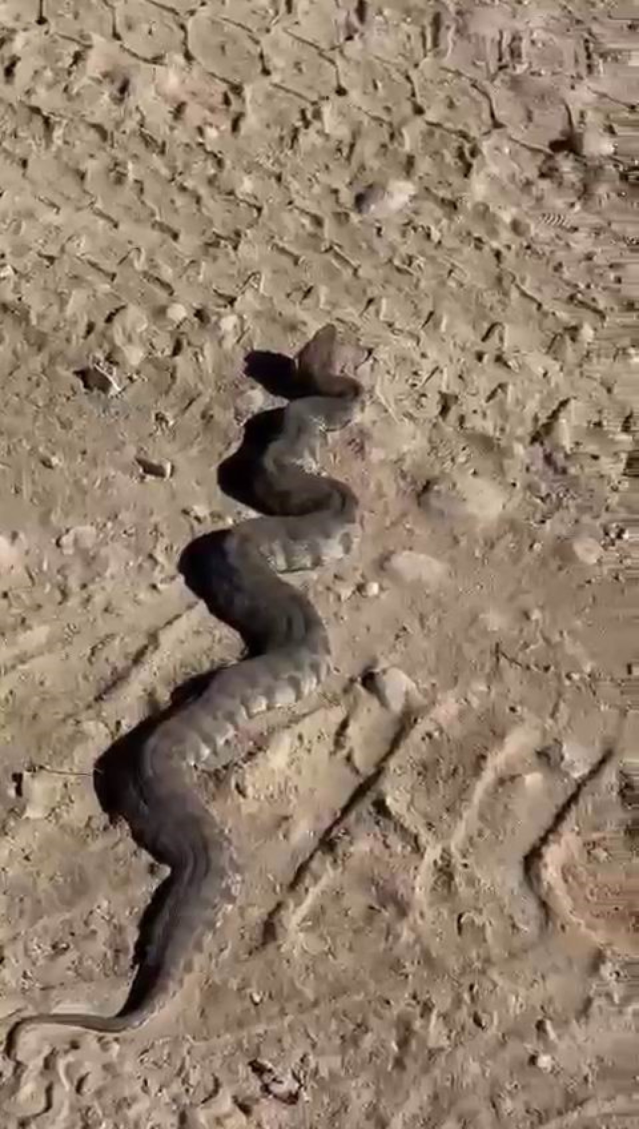Elazığ’da 2 Metre Boyunda Yılan Paniğe Neden Oldu