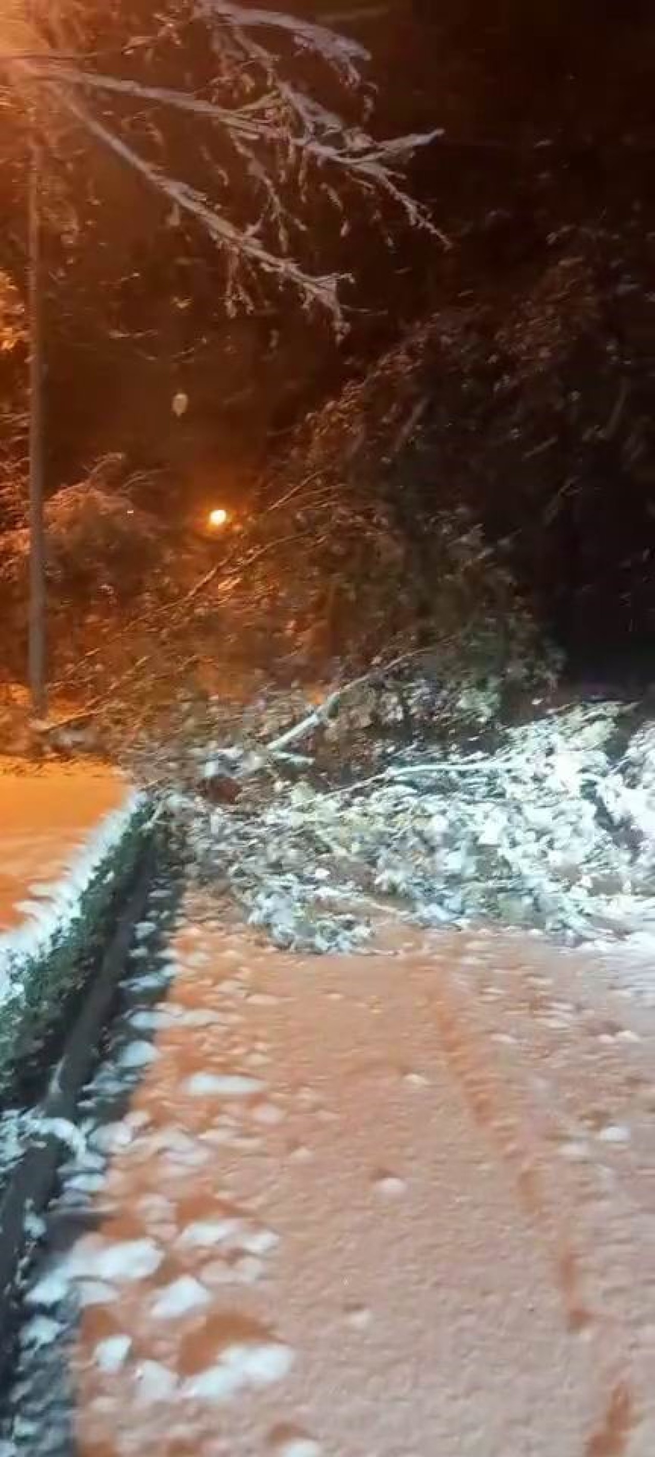 Elazığ’da Fırtına ve Kar Yağışı Ağaçları Devirdi