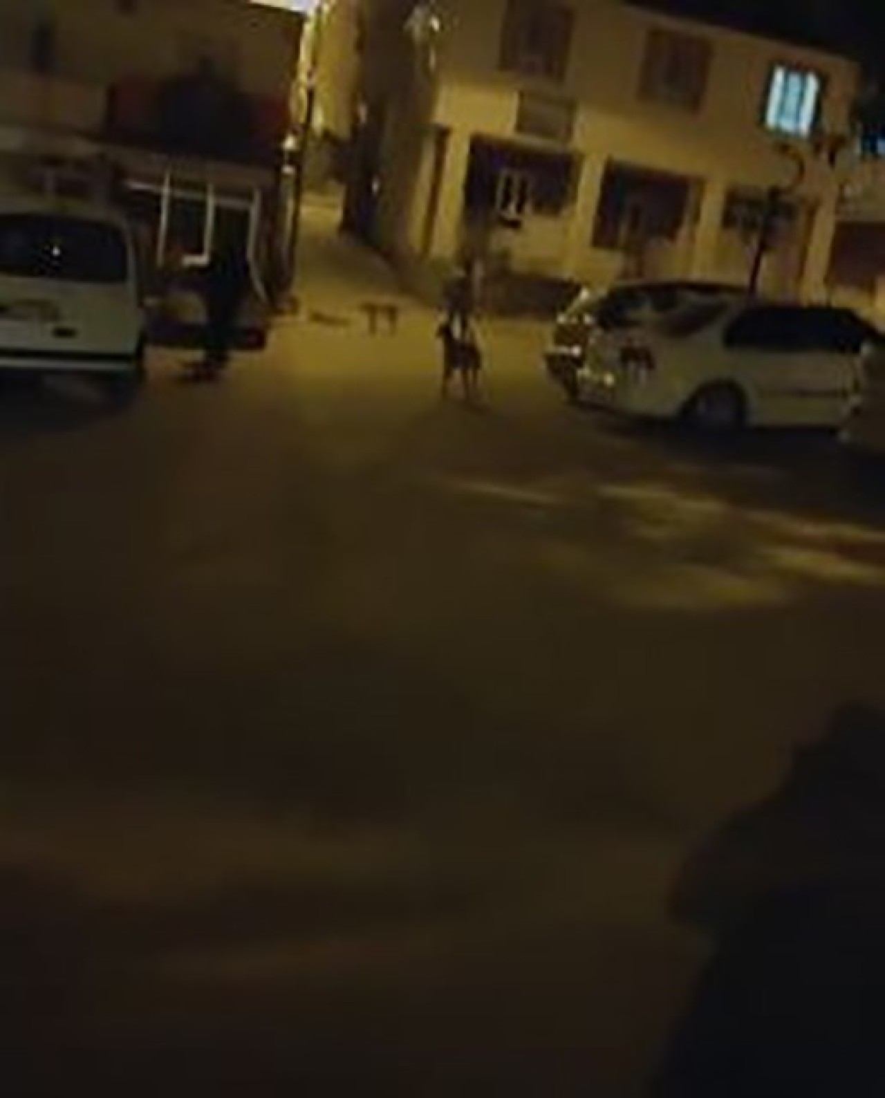 Elazığ’ın Sokak Köpekleri Vatandaşları Tedirgin Ediyor