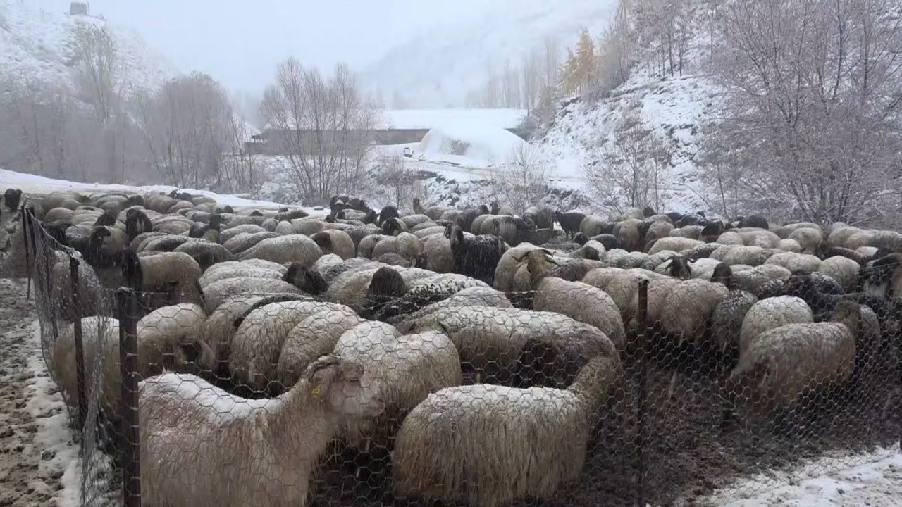 Muş'ta Etkili Kar Yağışı Çiftçilerin Zorlu Kış Mesaisini Başlattı