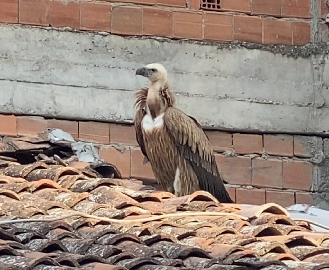 Tokat'da Çatısına Konan Akbaba İtfaiye Ekiplerince Kurtarıldı