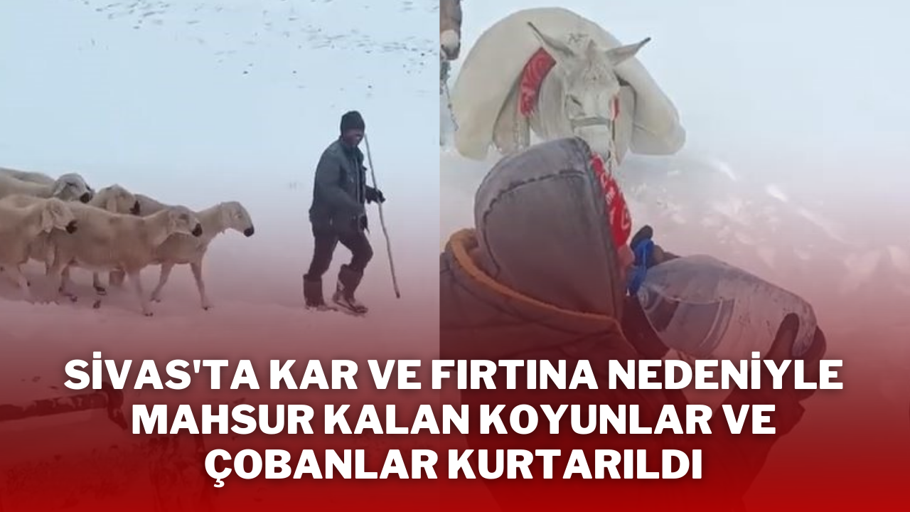 Sivas'ta Kar ve Fırtına Nedeniyle Mahsur Kalan Koyunlar ve Çobanlar Kurtarıldı