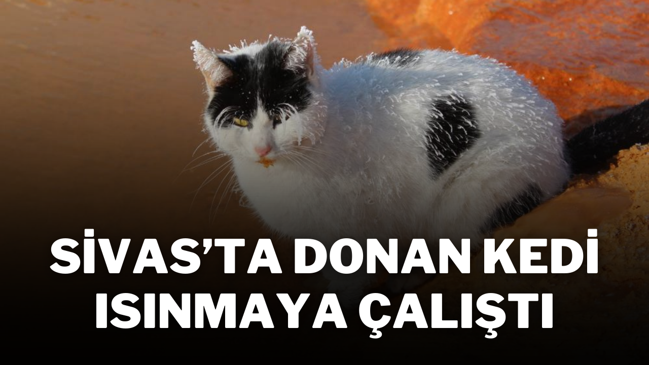 Sivas’ta Donan Kedi Isınmaya Çalıştı