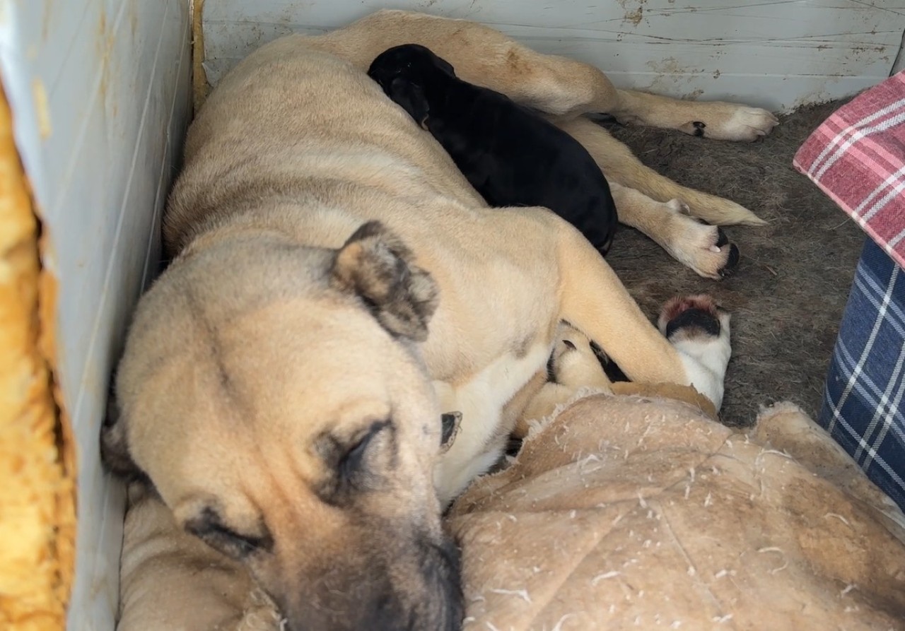Anne Kangal,  Yavru Av Köpeğine Kol Kanat Gerdi