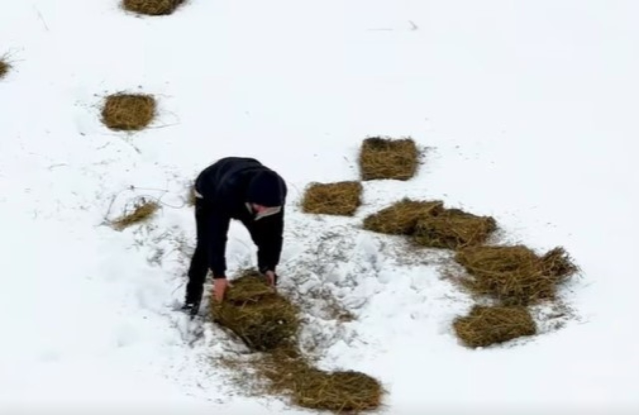 Doğu Anadolu’da Yaban Hayvanları İçin Yemleme Çalışması Başlatıldı
