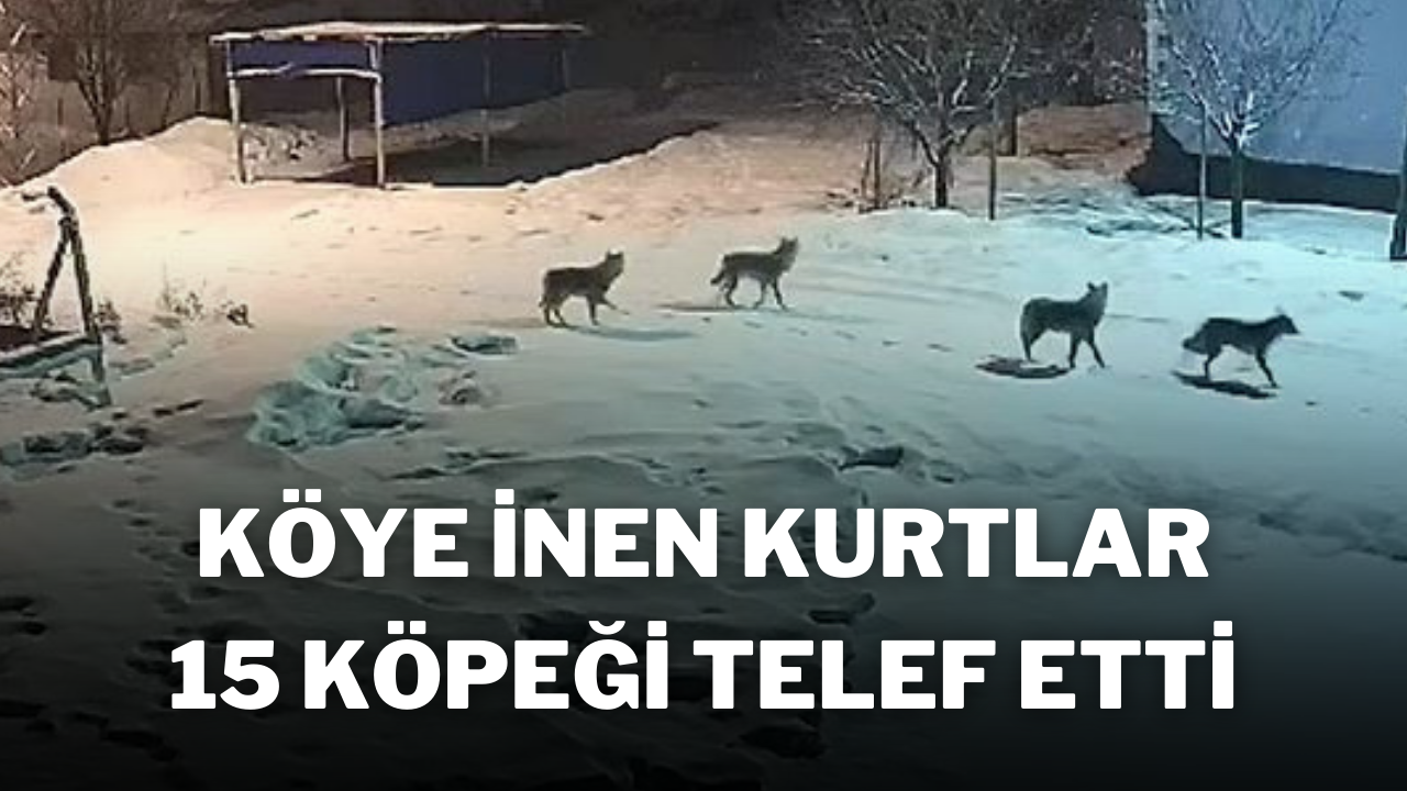 Köye İnen Kurtlar,  15 Köpeği Telef Etti