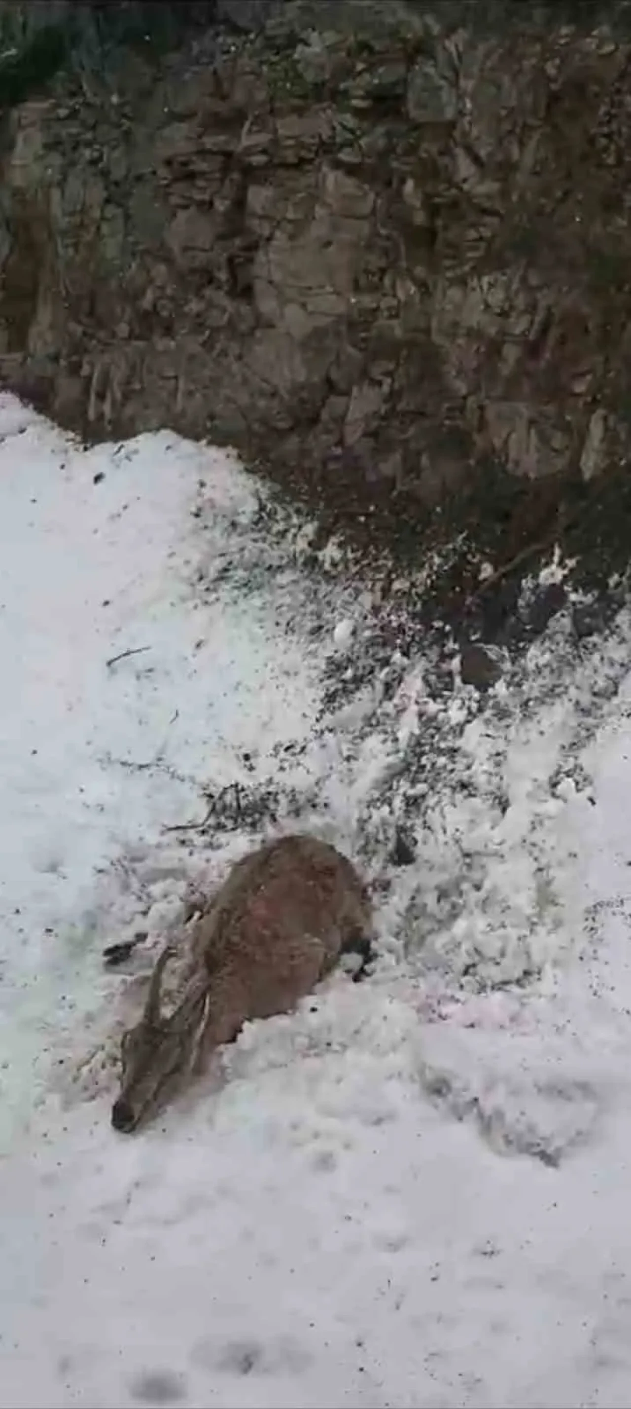 Yaralı Dağ Keçisi Ayıya Yem Olmaktan Son Anda Kurtarıldı