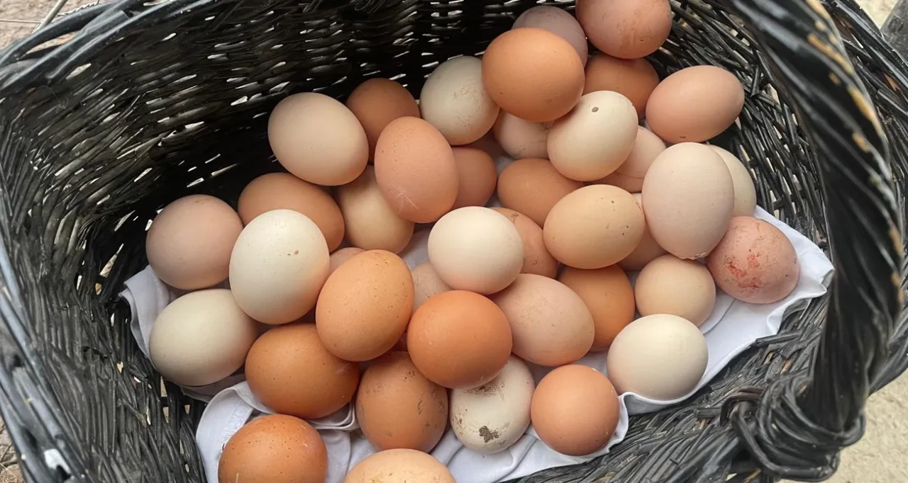 Yumurta Fiyatları Tırmanıyor: Piyasa Ne Olacak?