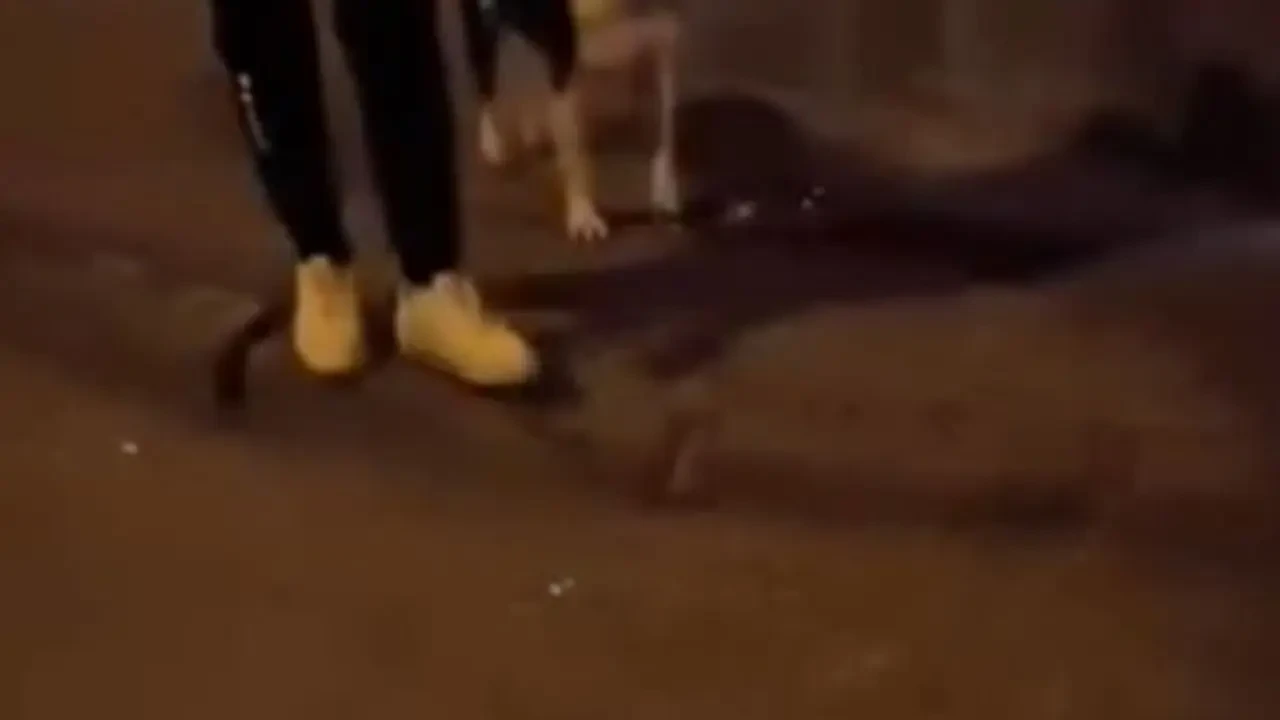 Isparta'da Kediyi Tekmeleyen Vicdansız Tutuklandı!