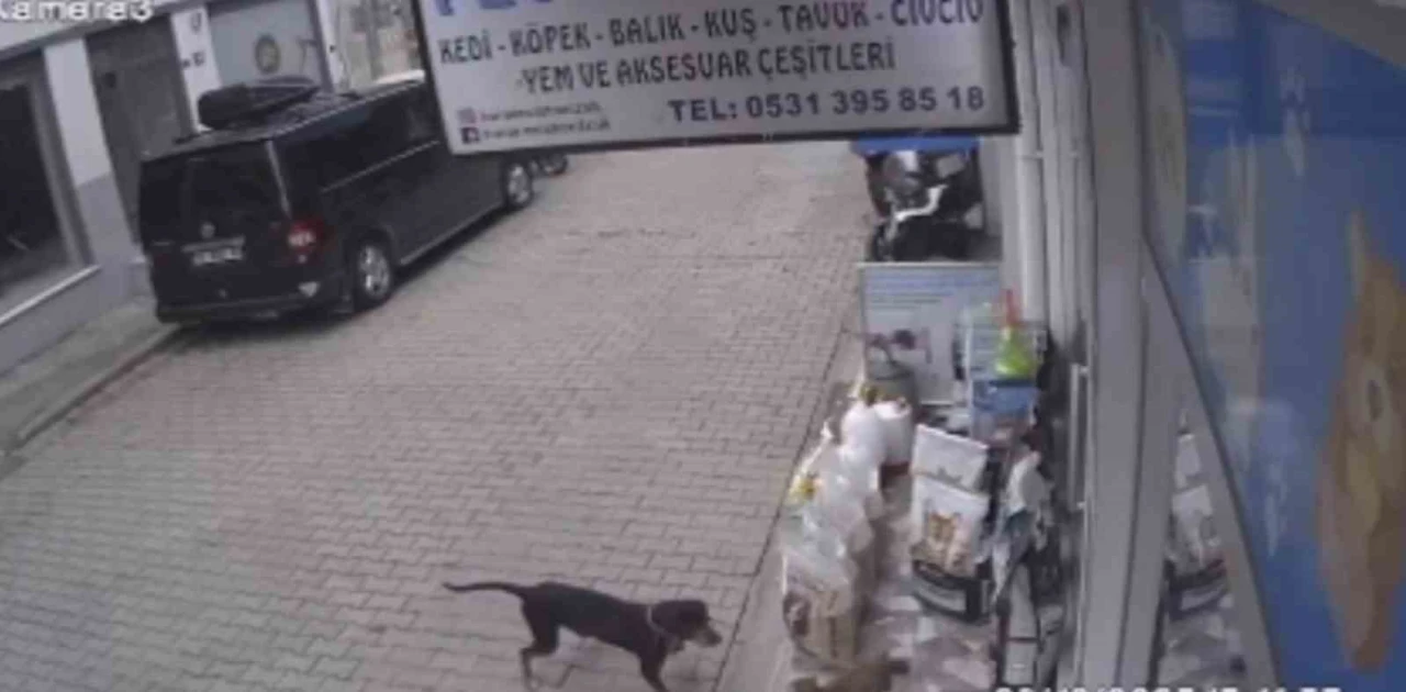 Köpek Kediyi Kıskanıp Mamasını Taşıdı