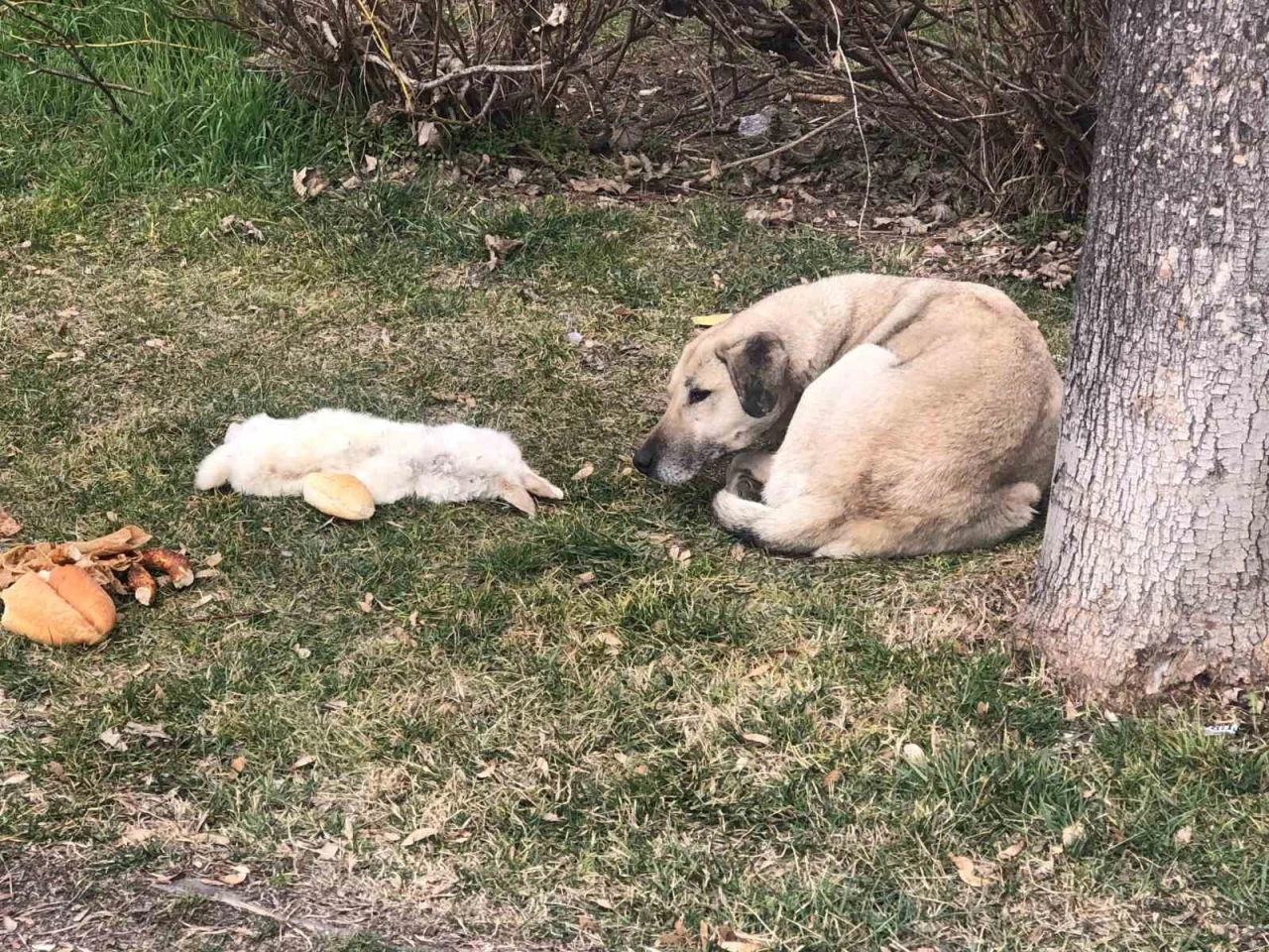 Sokak Köpeği, Ölü Arkadaşını Terk Etmedi