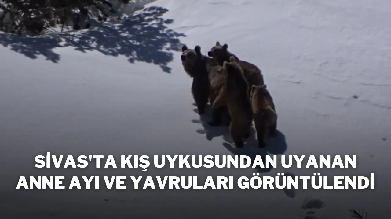 Sivas'ta Kış Uykusundan Uyanan Anne Ayı ve Yavruları Görüntülendi