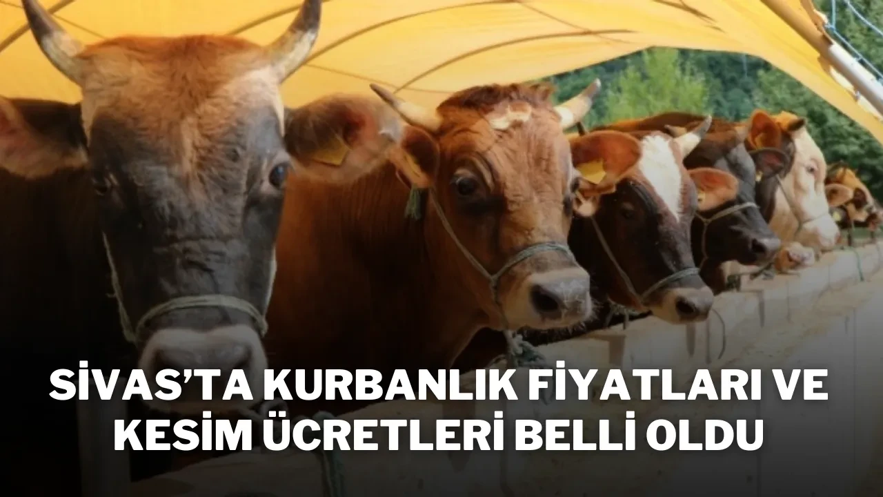 Sivas’ta Kurbanlık Fiyatları ve Kesim Ücretleri Belli Oldu