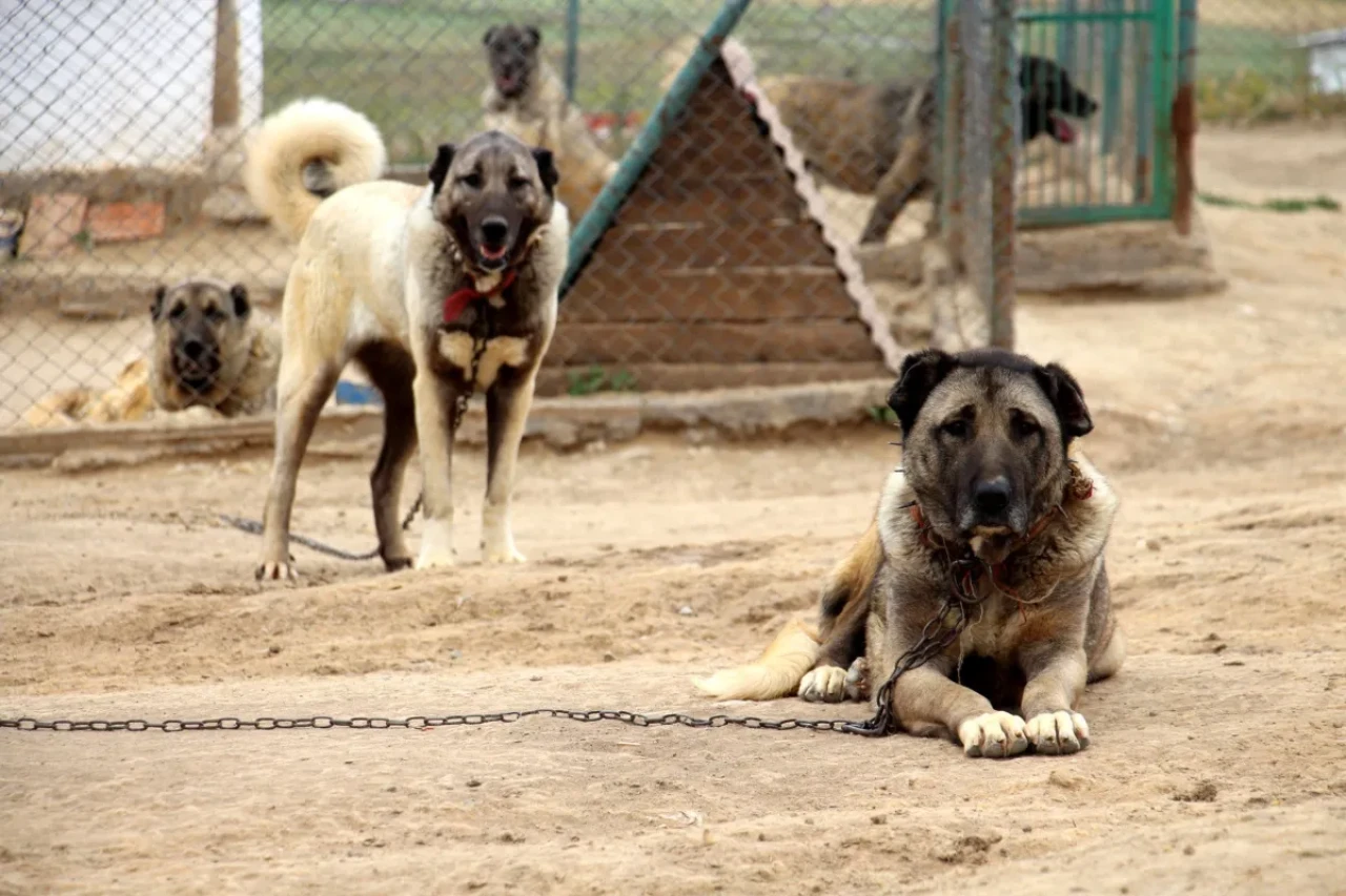 Sivas Kangal Köpeği Hakkında Bilmeniz Gereken Her Şey: İşte Detaylar