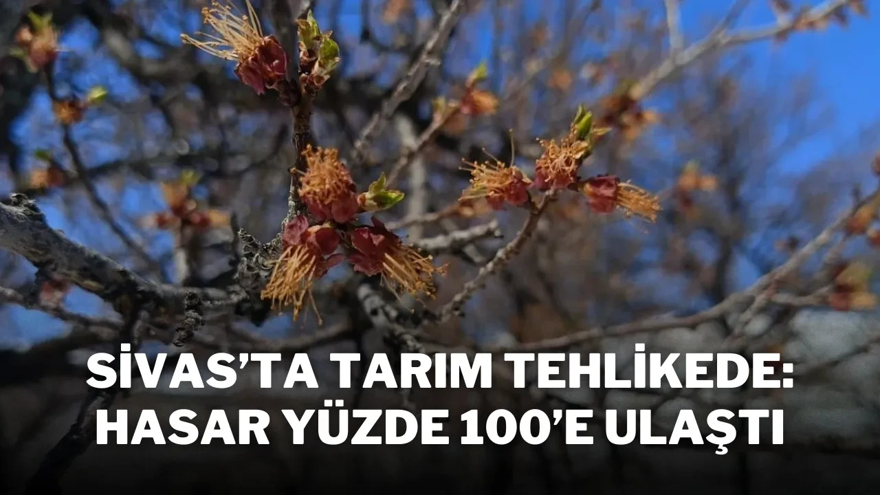 Sivas’ta Tarım Tehlikede: Hasar Yüzde 100’e Ulaştı