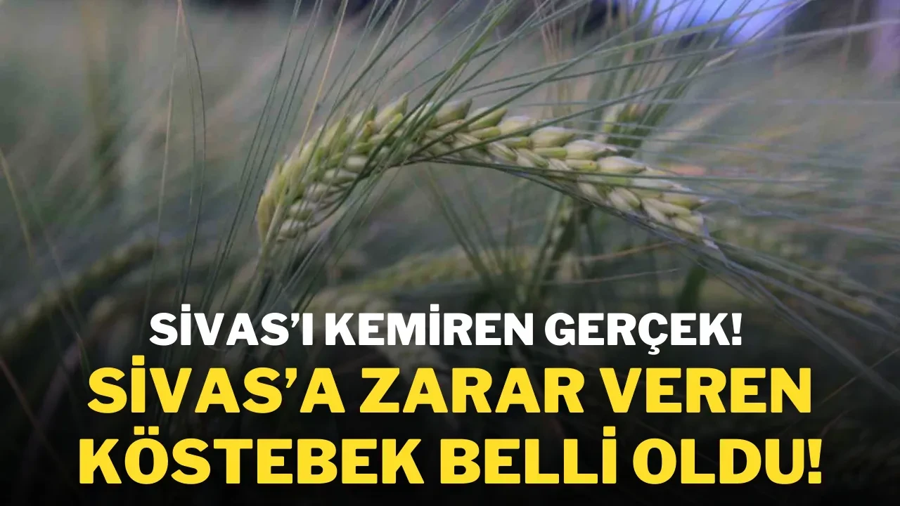Sivas’ı Kemiren Gerçek! Sivas’a Zarar Veren Köstebek Belli Oldu!