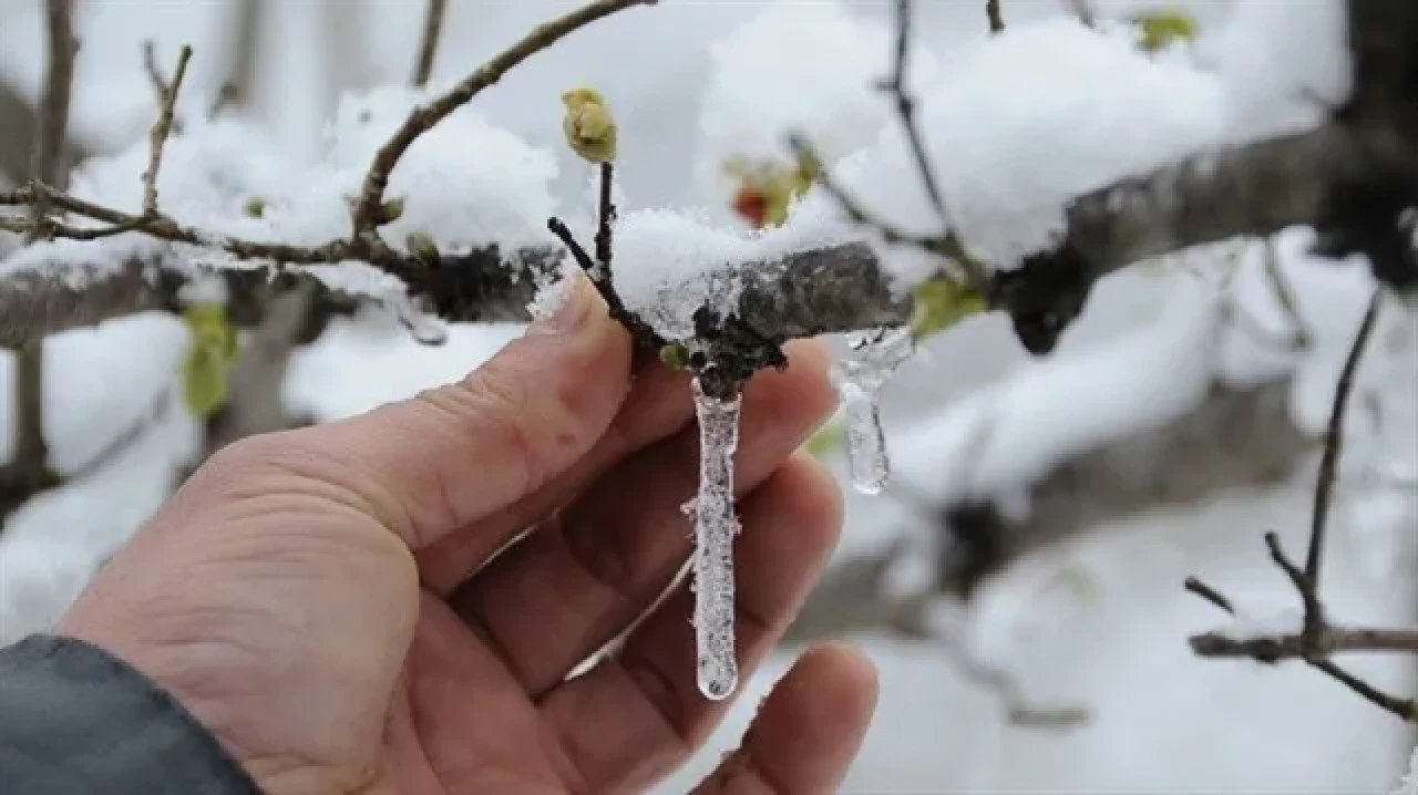 Sivas'ta Zirai Don Alarmı: Çiftçi Destek Bekliyor