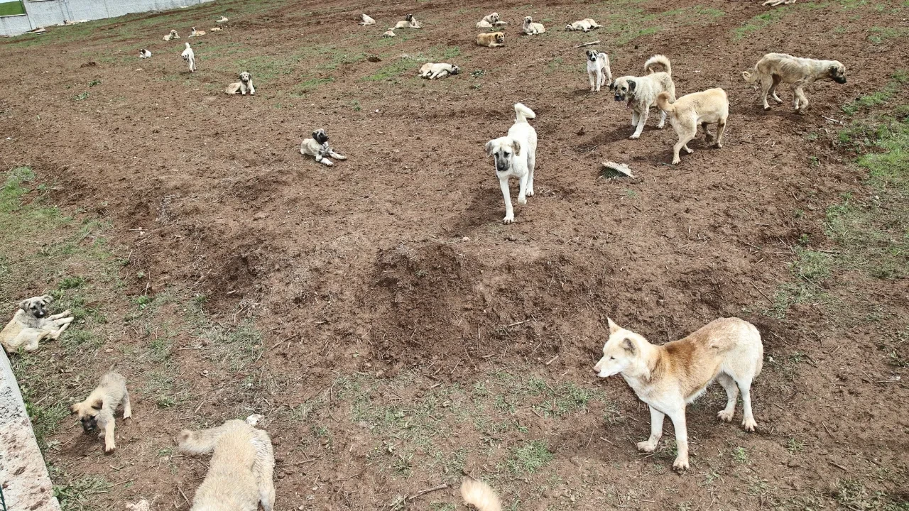 Sivas’ta 600 Sokak Hayvanı Yeni Yuvaya Kavuştu