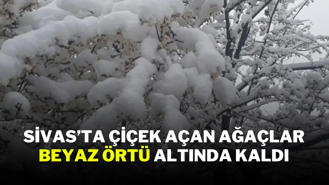 Sivas’ta Çiçek Açan Ağaçlar Beyaz Örtü Altında Kaldı