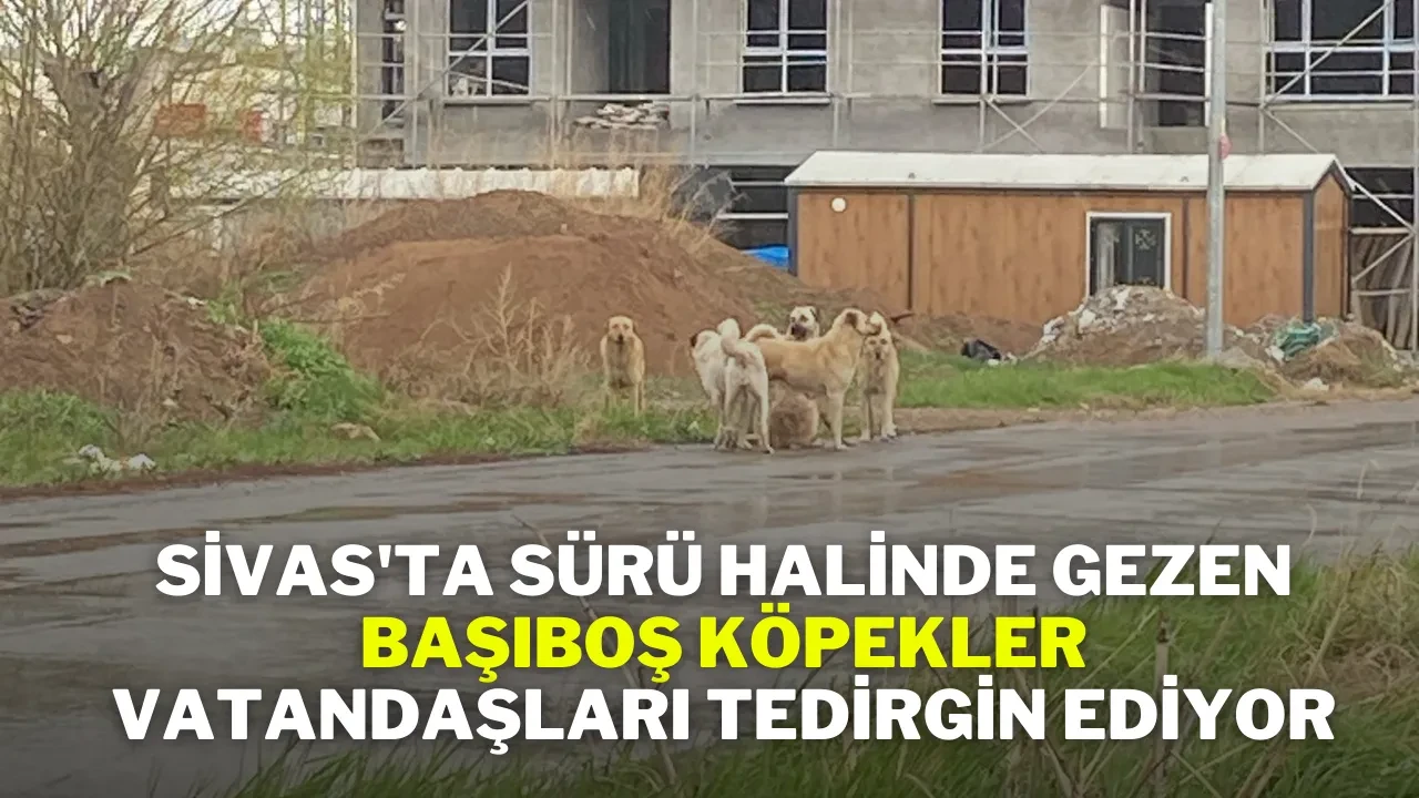Sivas'ta Sürü Halinde Gezen Başıboş Köpekler, Vatandaşları Tedirgin Ediyor