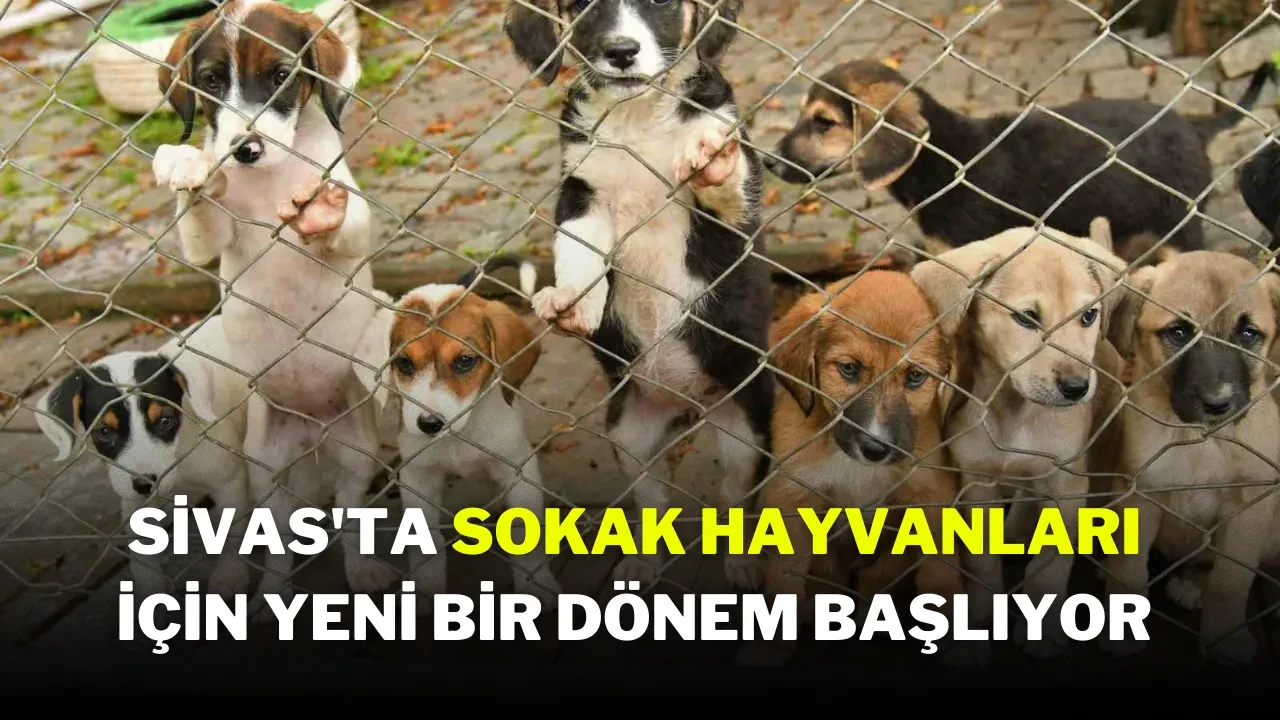 Sivas'ta Sokak Hayvanları İçin Yeni Bir Dönem Başlıyor