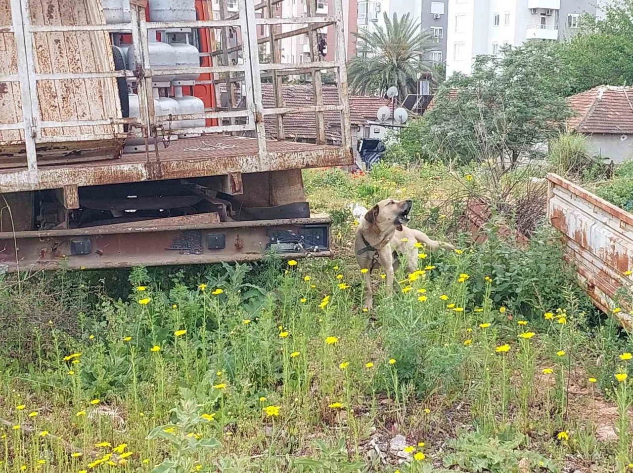 Antalya'da İhmale Uğrayan Köpek Kurtarıldı