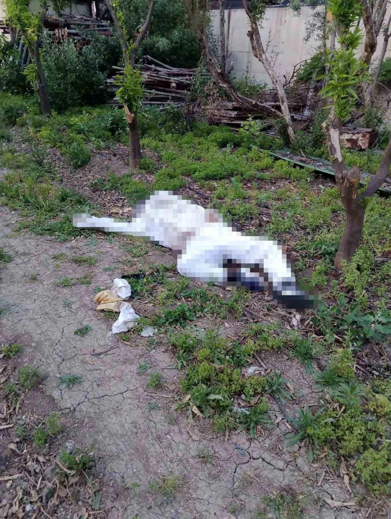 Adana’da Arı Sokması Sonucu Hayatını Kaybetti