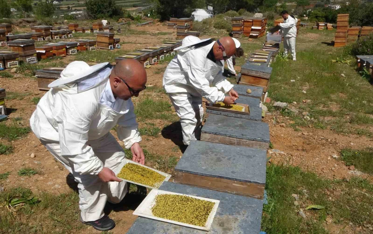 Polen Altınla Yarışıyor
