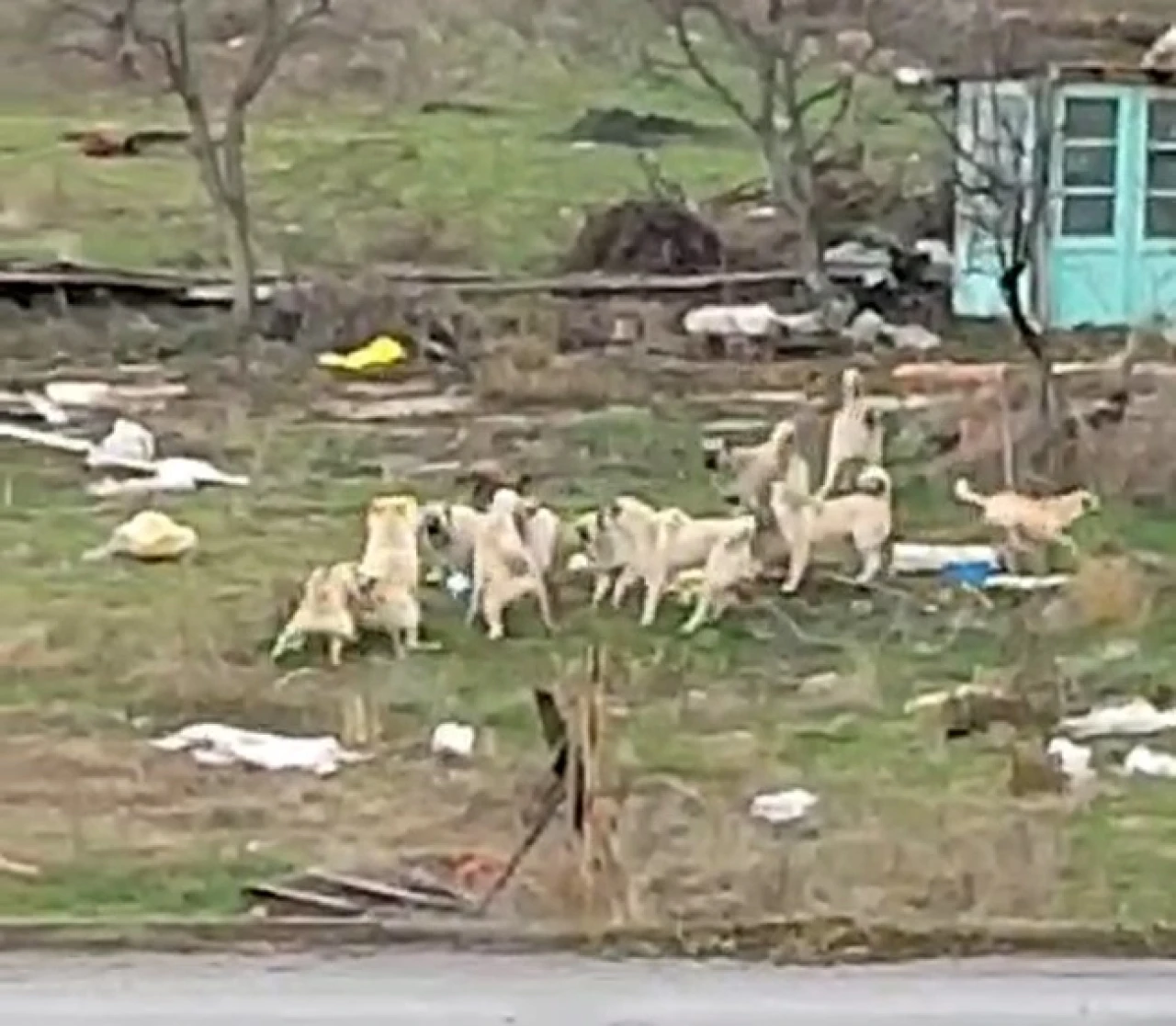 Sokak Köpekleri Endişe Yaratıyor